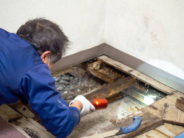 Best Mold Remediation for Specific Building Types in Magalia, CA