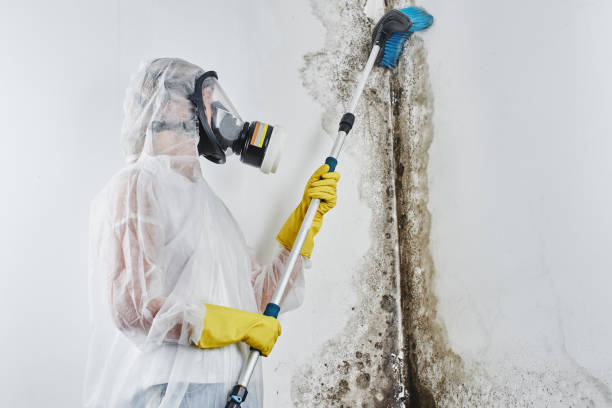 Best Attic Mold Remediation in Magalia, CA