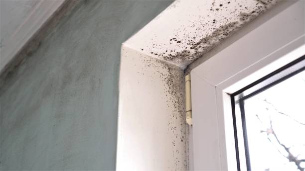 Best Commercial Mold Remediation in Magalia, CA