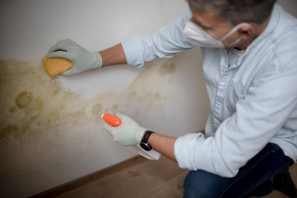 Best Post-Flood Mold Remediation in Magalia, CA