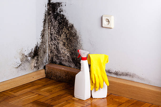 Best Post-Flood Mold Remediation in Magalia, CA