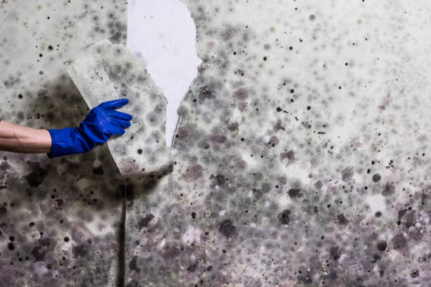 Best Mold Remediation for Specific Building Types in Magalia, CA
